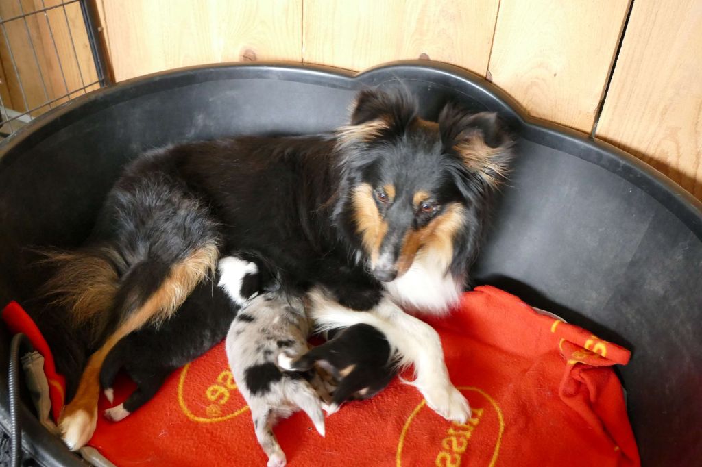 De La Belle Evangeline - Shetland Sheepdog - Portée née le 17/04/2021