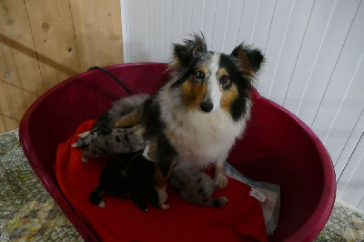 De La Belle Evangeline - Shetland Sheepdog - Portée née le 26/03/2023