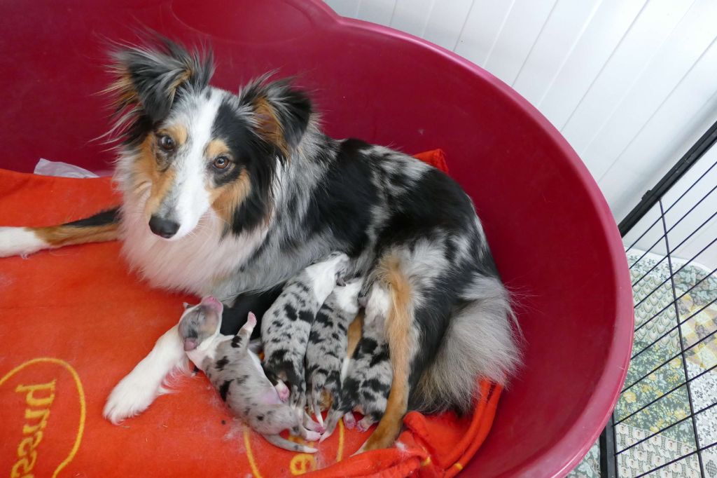 De La Belle Evangeline - Shetland Sheepdog - Portée née le 06/04/2021