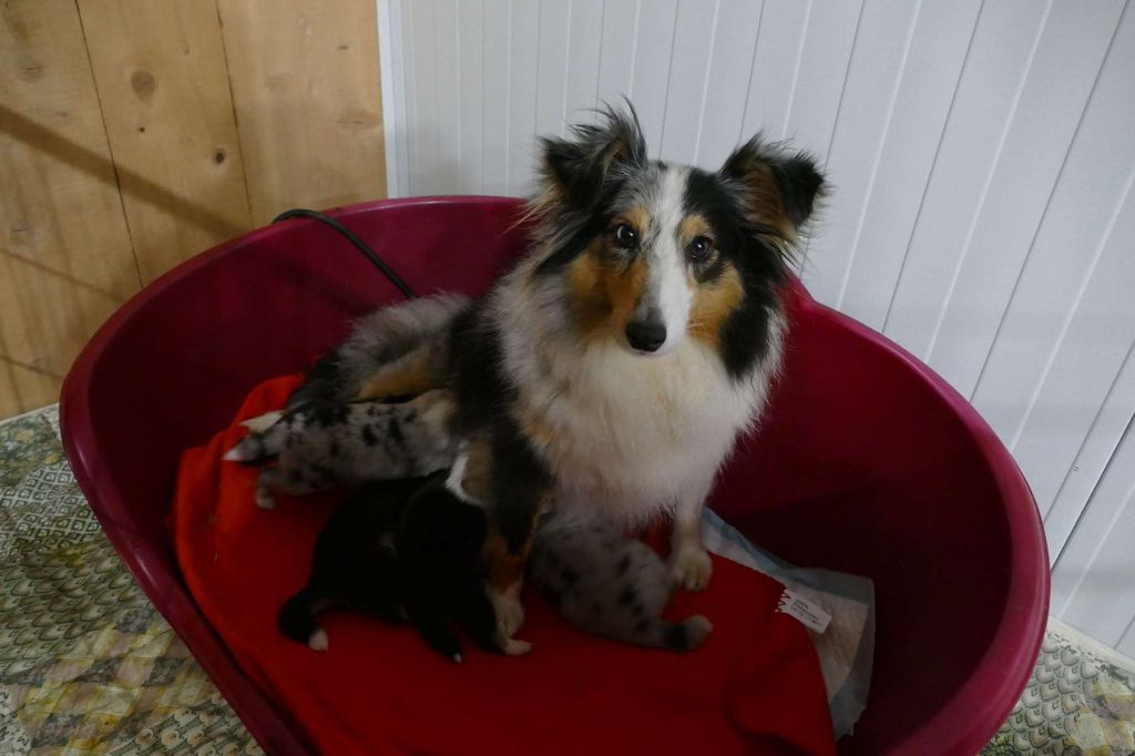 De La Belle Evangeline - Shetland Sheepdog - Portée née le 26/03/2023